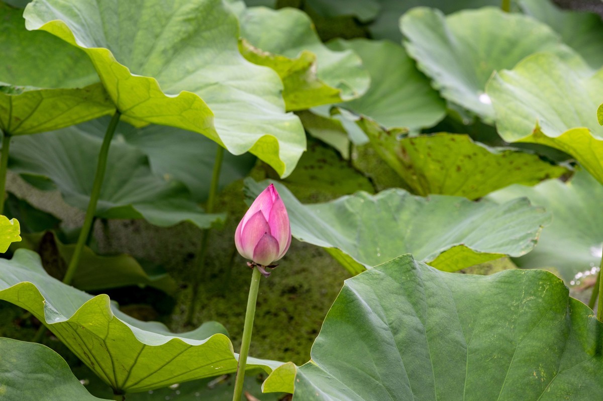 庐州印象（476）雨天包公园