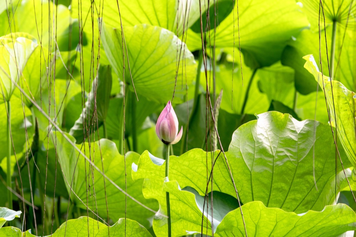 庐州印象（476）雨天包公园