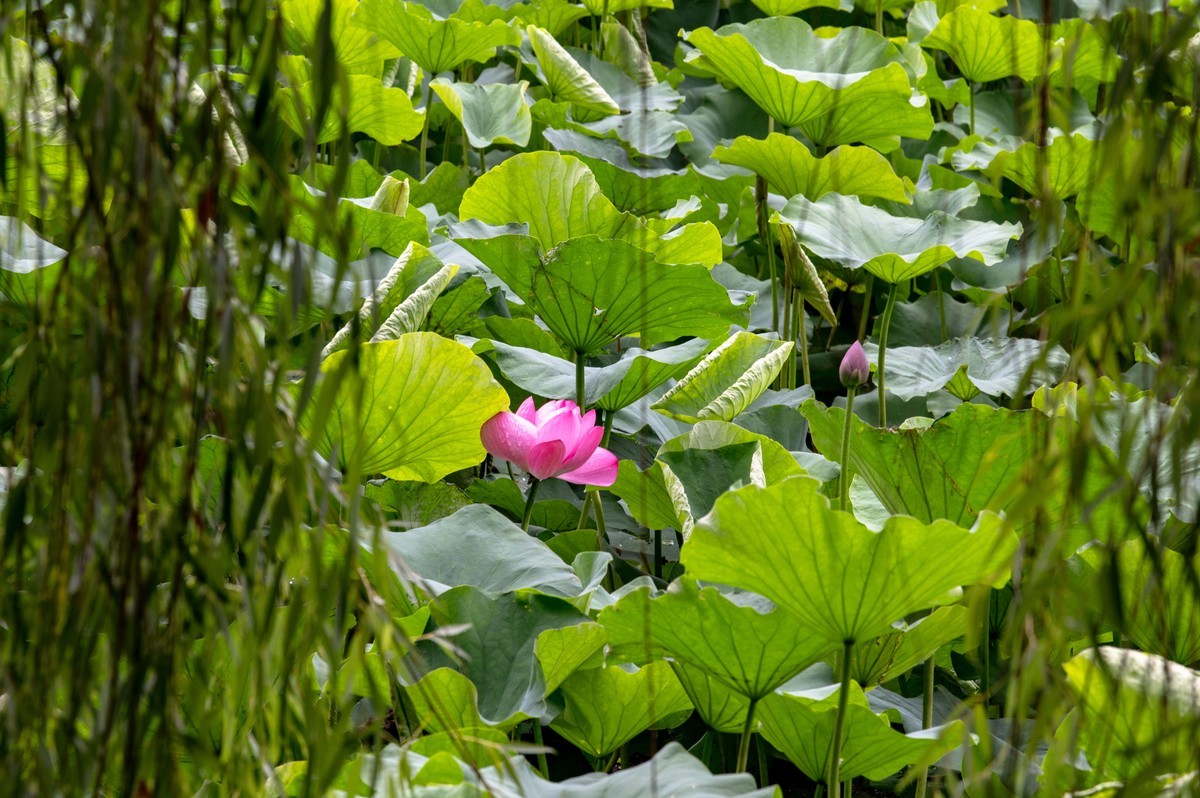 庐州印象（476）雨天包公园