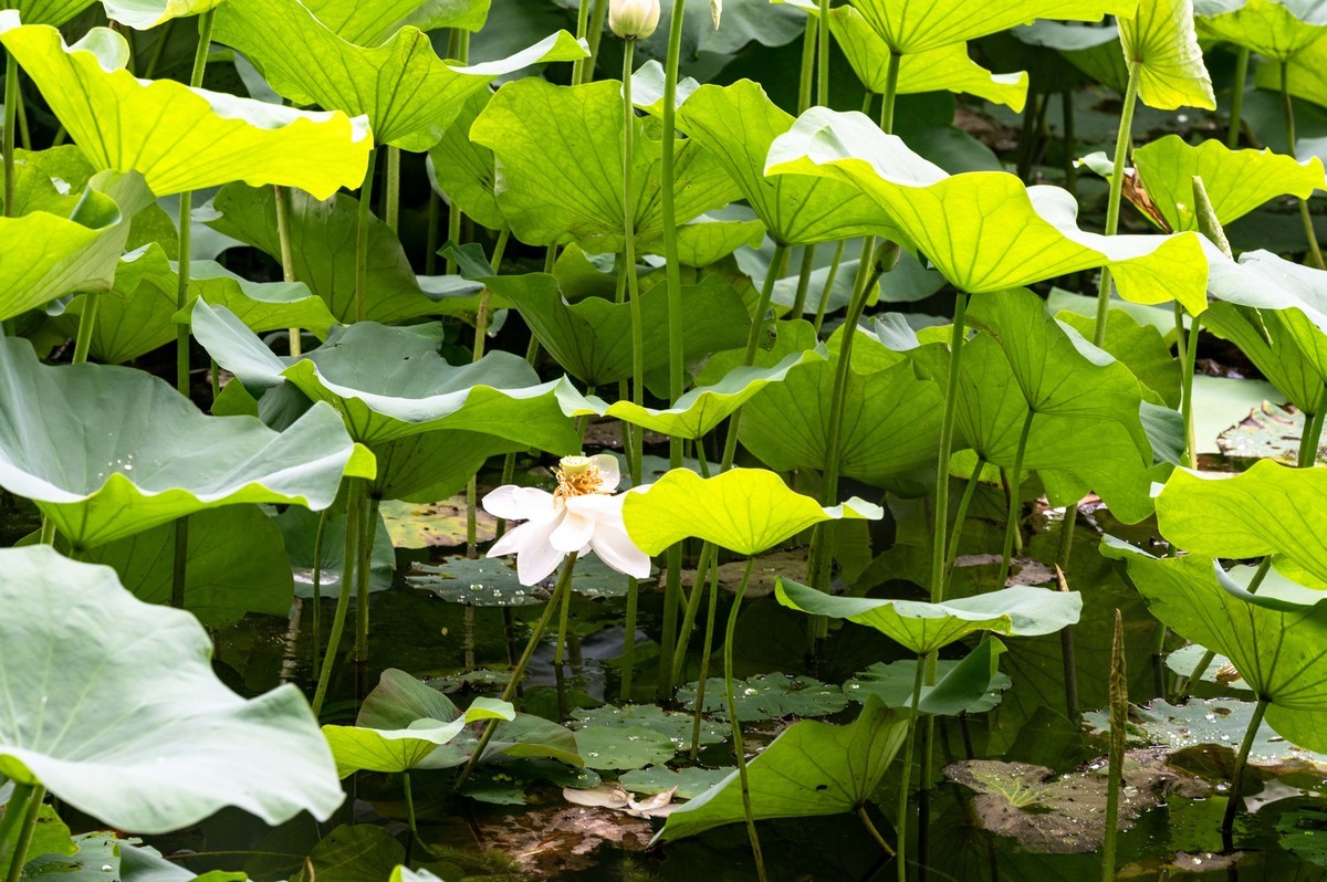 庐州印象（476）雨天包公园