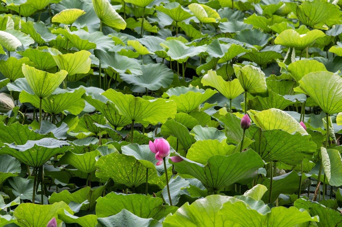 庐州印象（476）雨天包公园