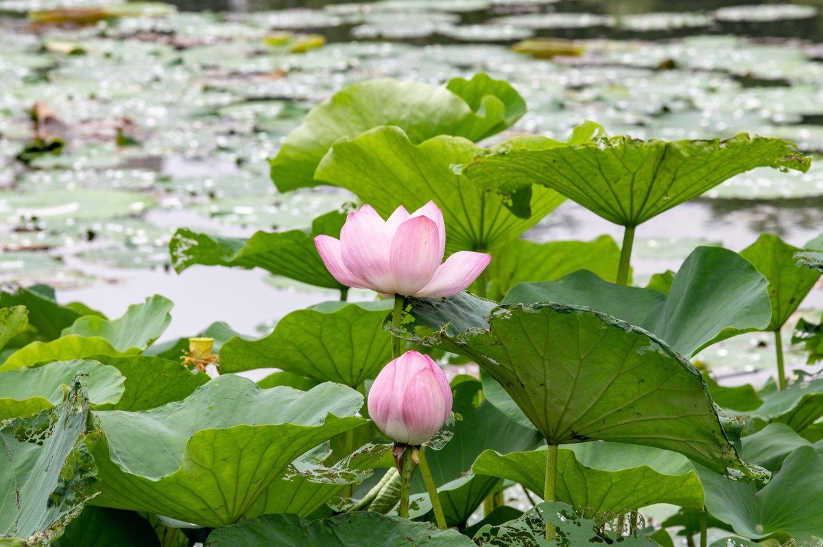 庐州印象（476）雨天包公园