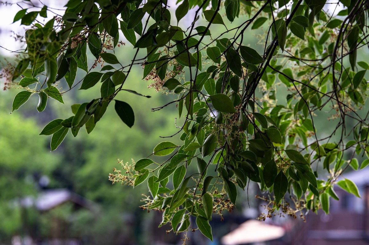 庐州印象（477）雨中游包河