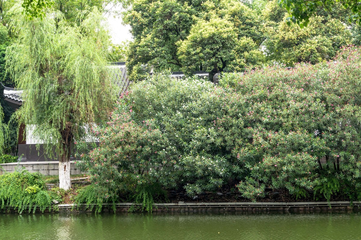 庐州印象（477）雨中游包河