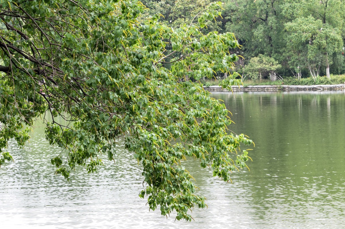 庐州印象（477）雨中游包河