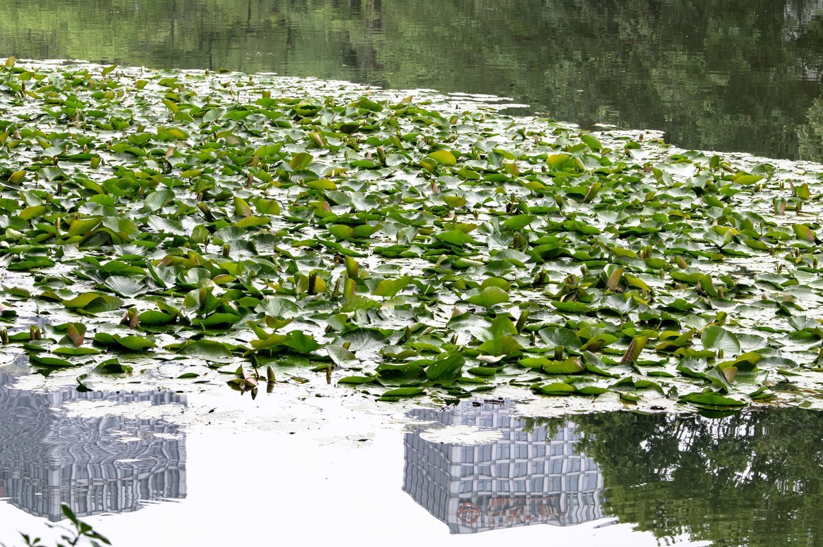 庐州印象（477）雨中游包河