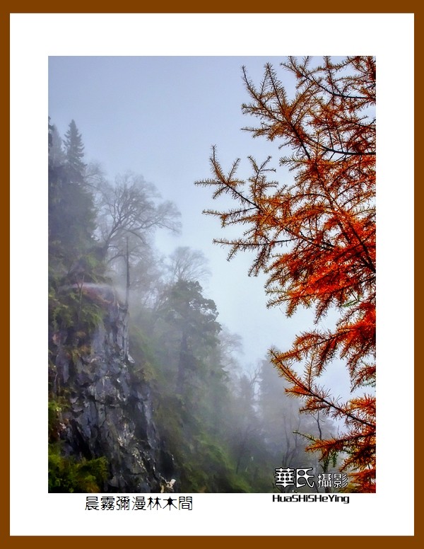 2020西西南北行游走川西128——晨雾弥漫林木间（阿坝州理县毕棚沟）