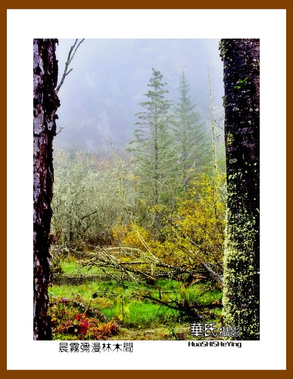 2020西西南北行游走川西128——晨雾弥漫林木间（阿坝州理县毕棚沟）