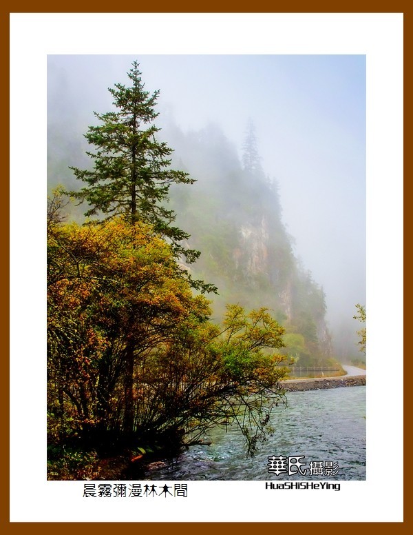 2020西西南北行游走川西128——晨雾弥漫林木间（阿坝州理县毕棚沟）