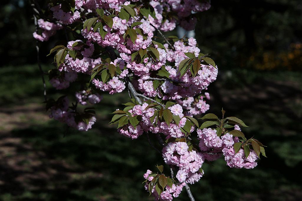 玉渊潭公园晚樱盛况