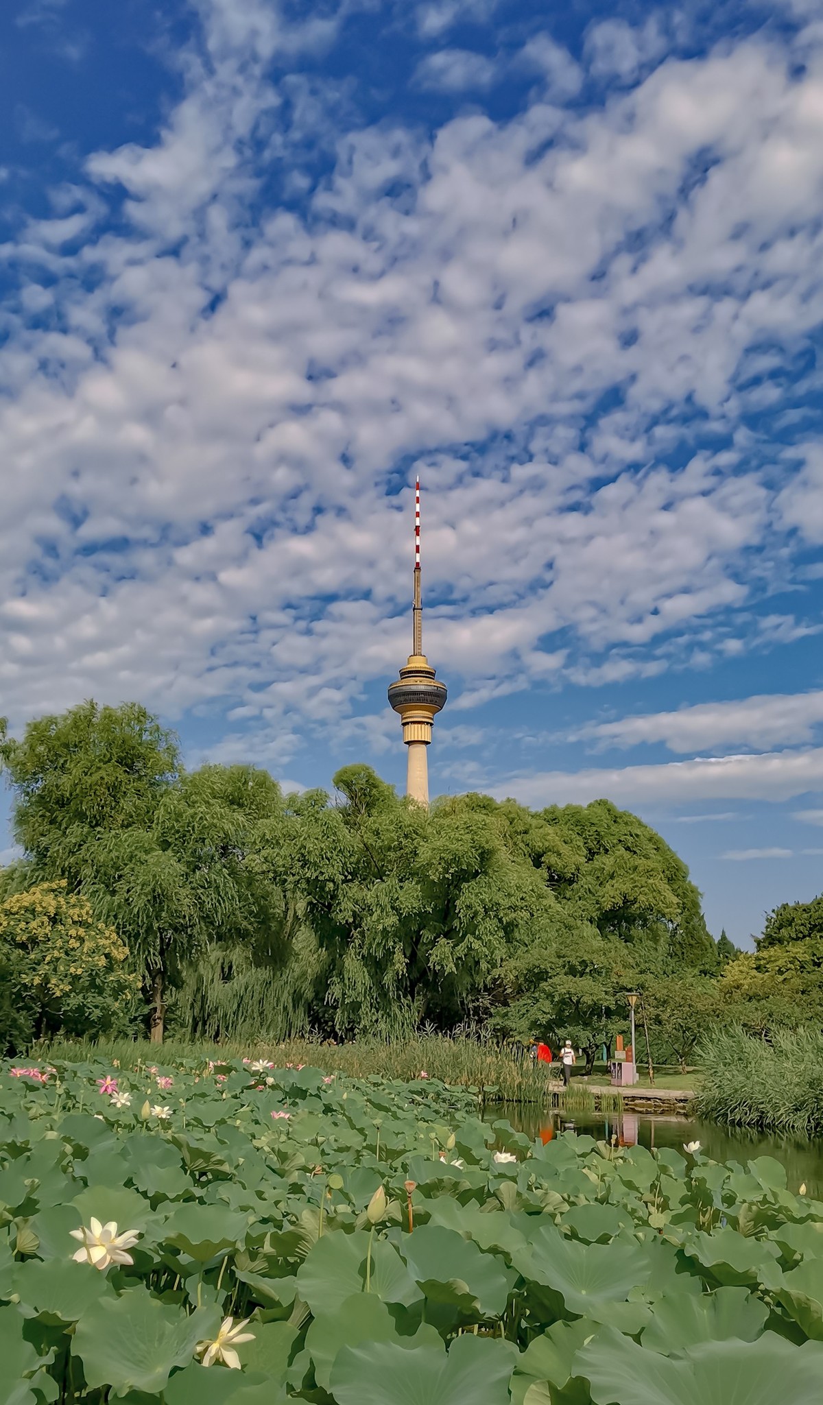 手机随拍20220723《117》