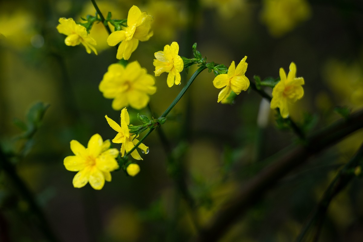 春天迎春花真实图片