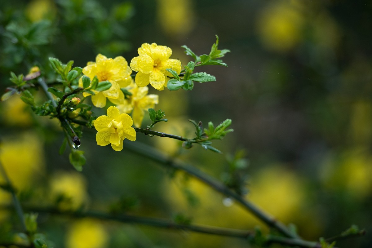 春天迎春花真实图片