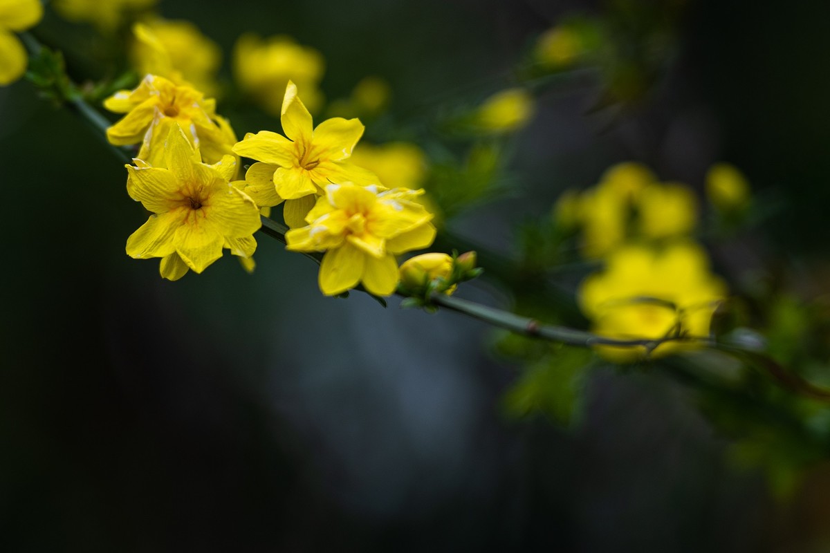 春天里的迎春花