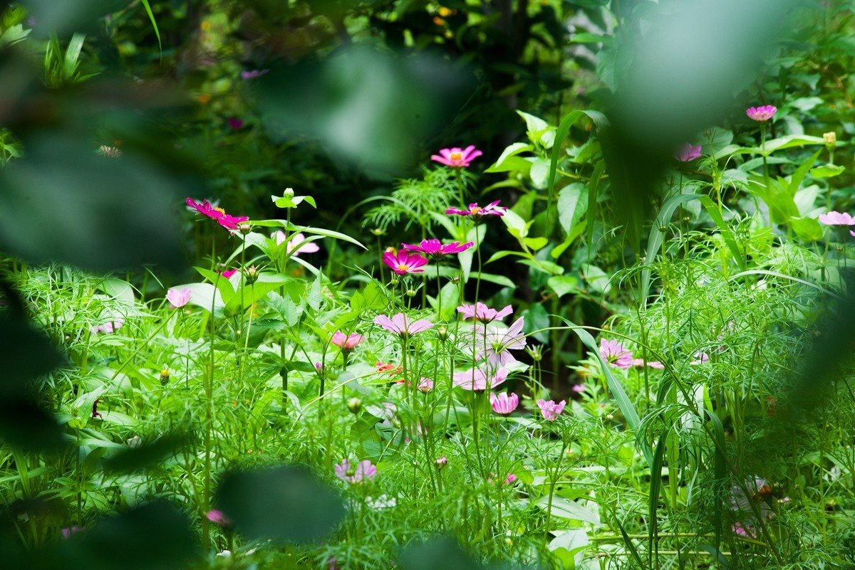 试拍下新换的相机