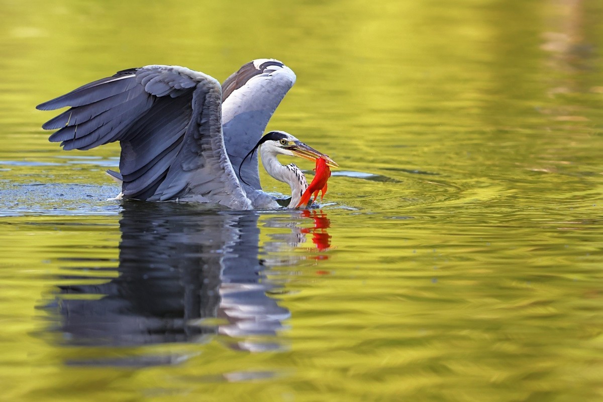 歪脖老等（苍鹭）出击