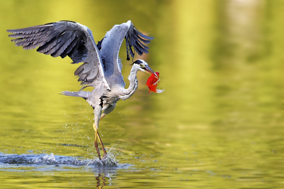 歪脖老等（苍鹭）出击