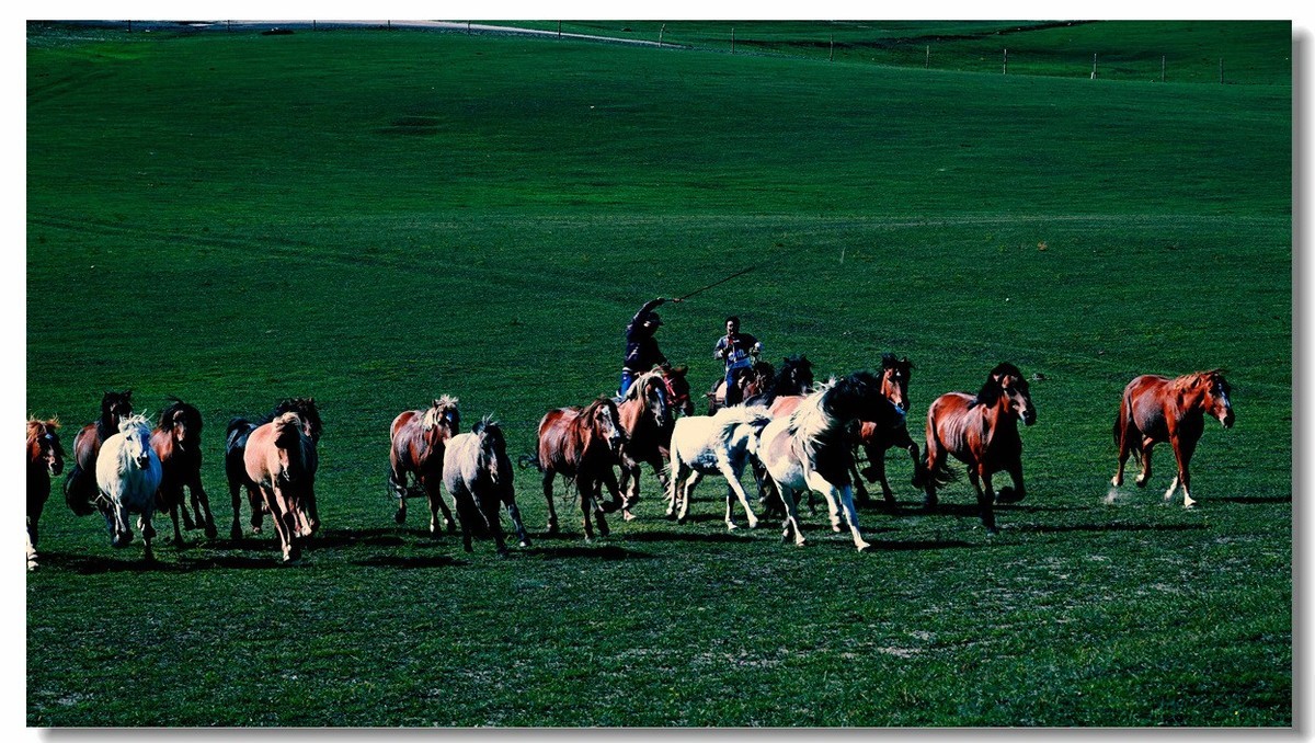 尼康Z8坝上草原试机