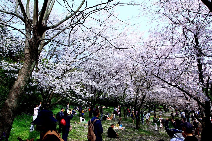 樱花季时百花节