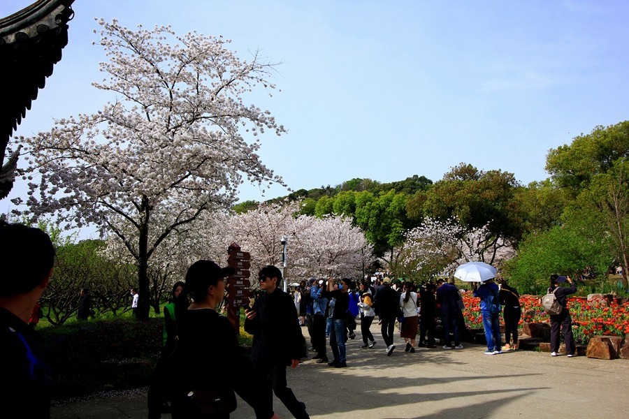 樱花季时百花节