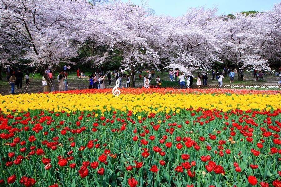 樱花季时百花节