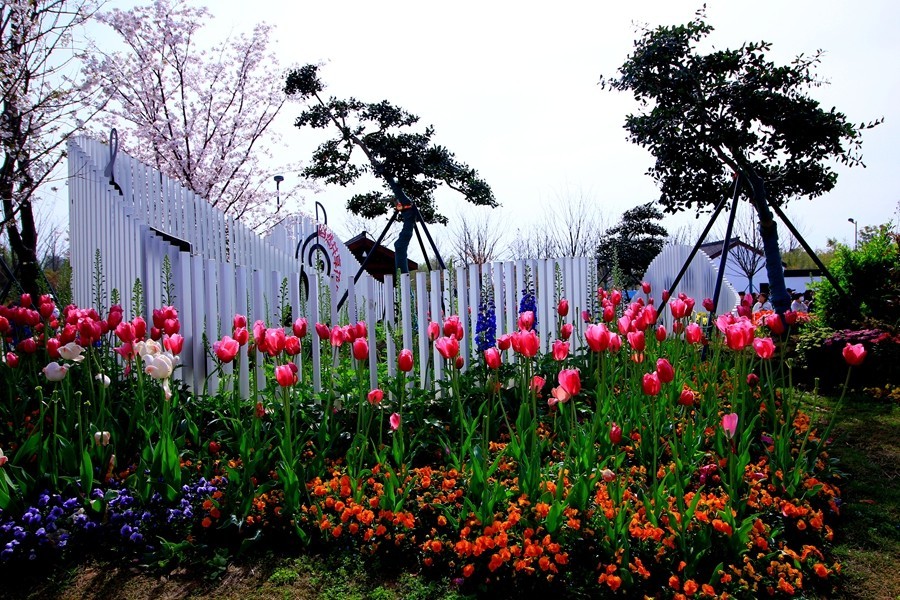 樱花季时百花节