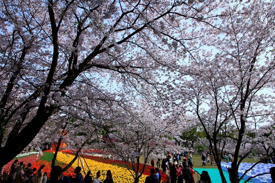 樱花季时百花节