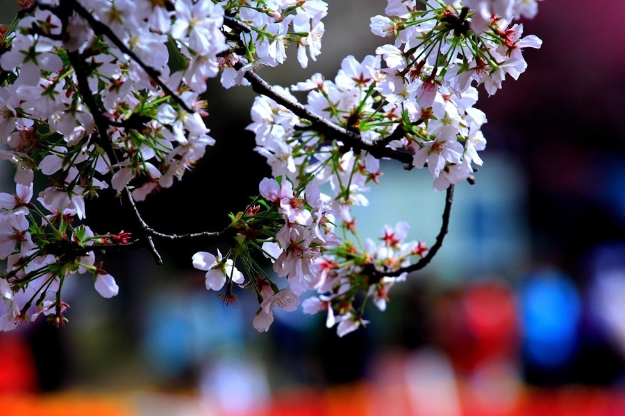 樱花季时百花节