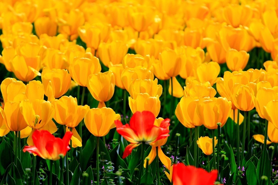 樱花季时百花节