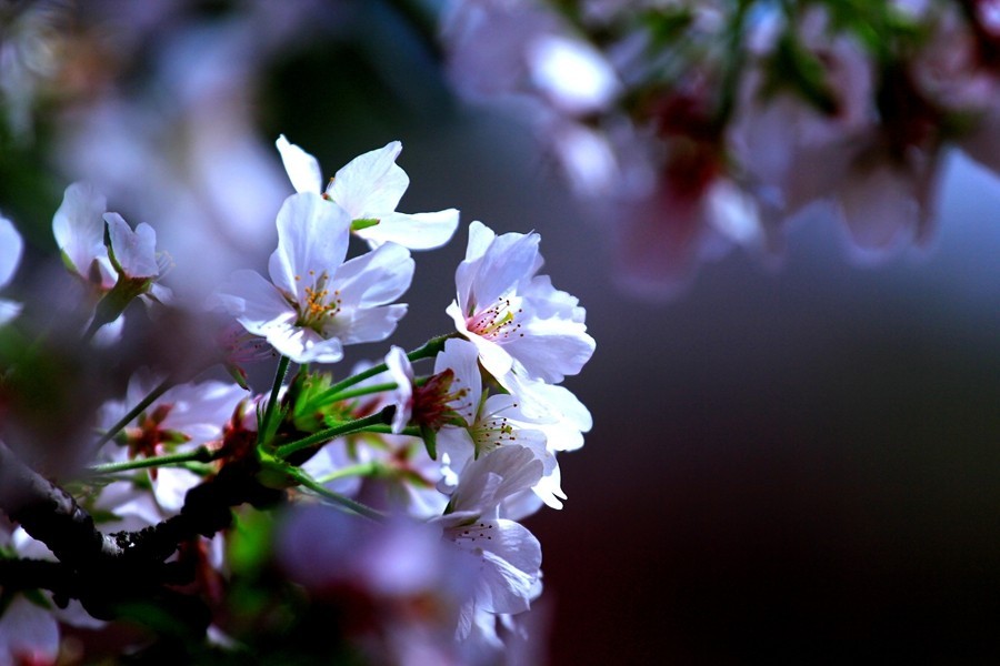 樱花季时百花节