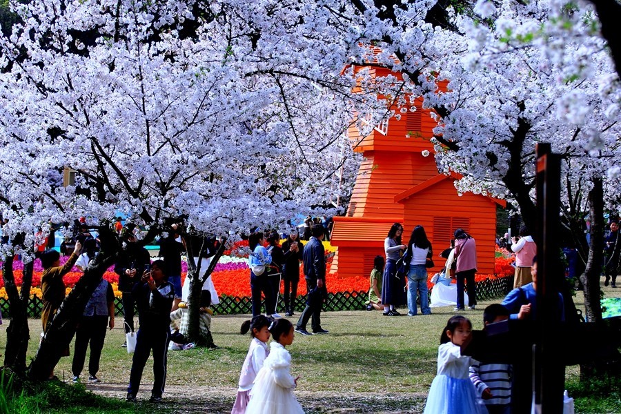 樱花季时百花节
