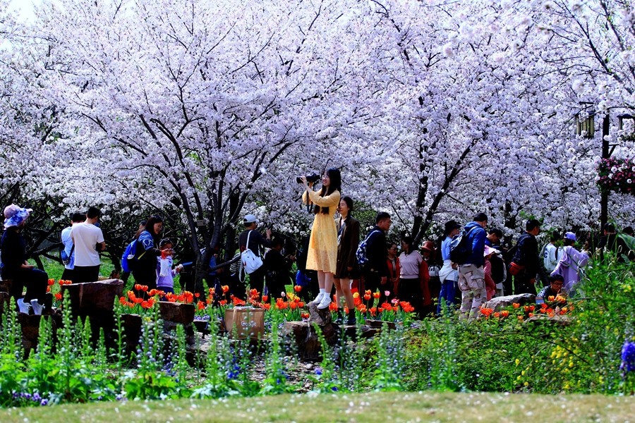 樱花季时百花节