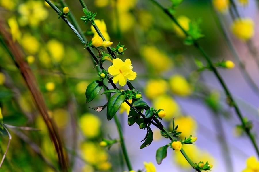 樱花季时百花节