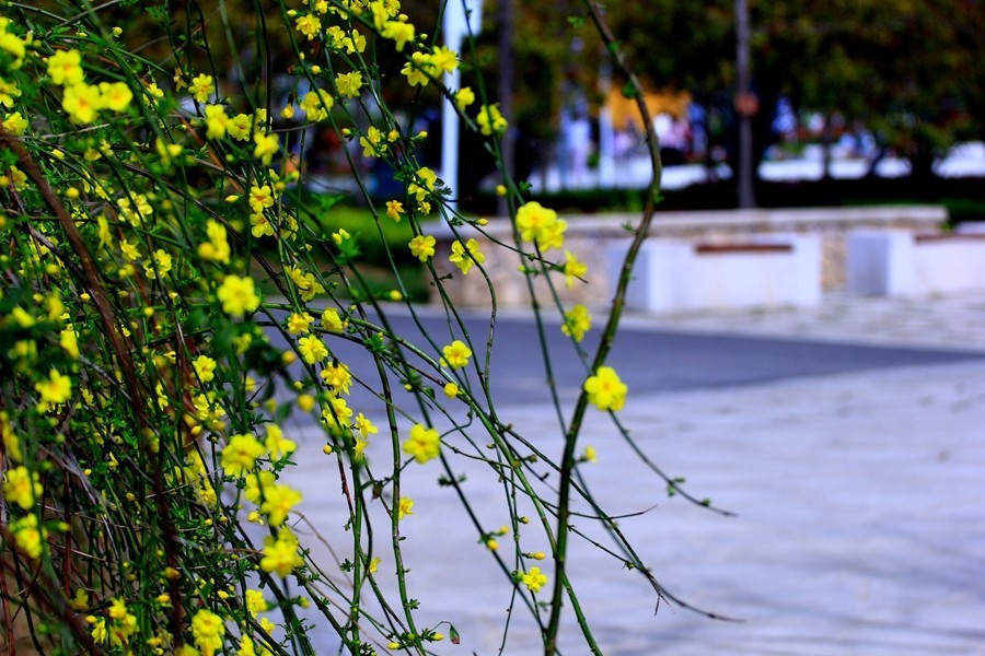 樱花季时百花节