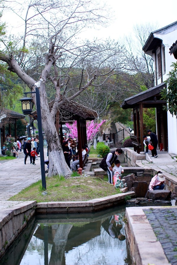 樱花季时百花节