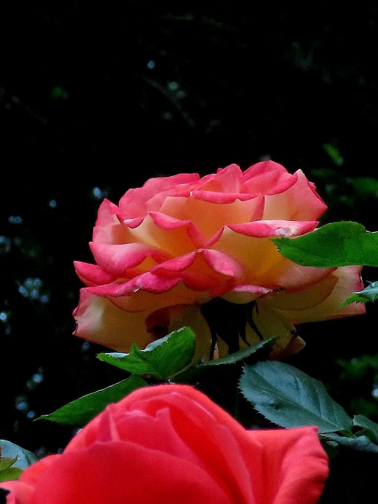 月季花=13