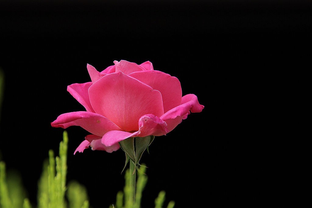 月季花=17