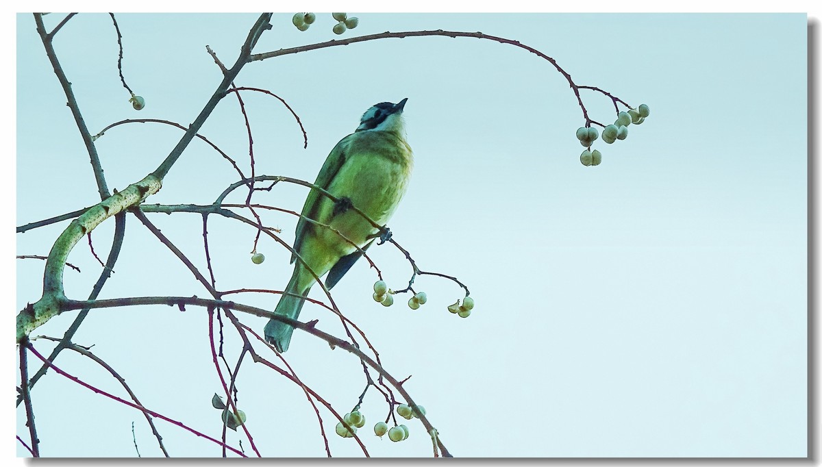 我家小朋友新年习作公园拍鸟