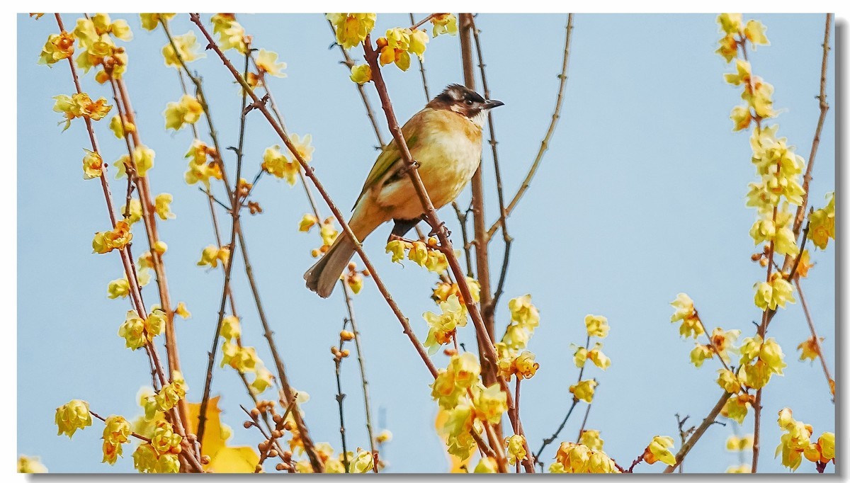 我家小朋友新年习作公园拍鸟