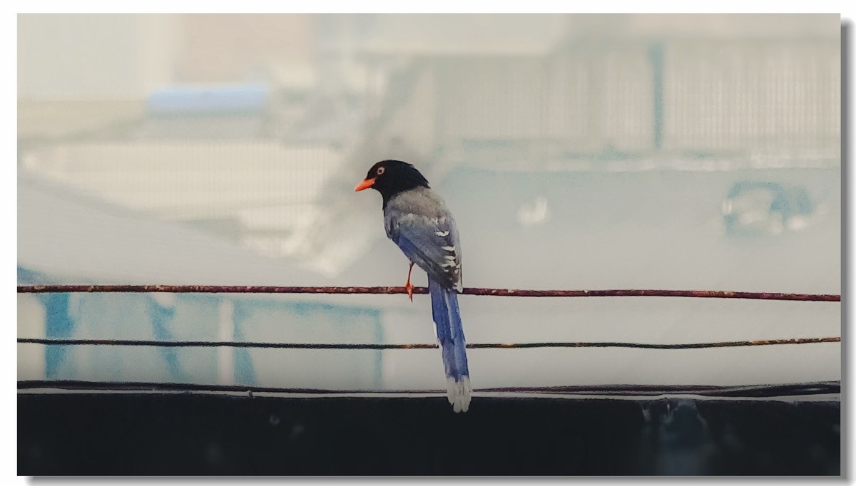 我家小朋友新年习作公园拍鸟