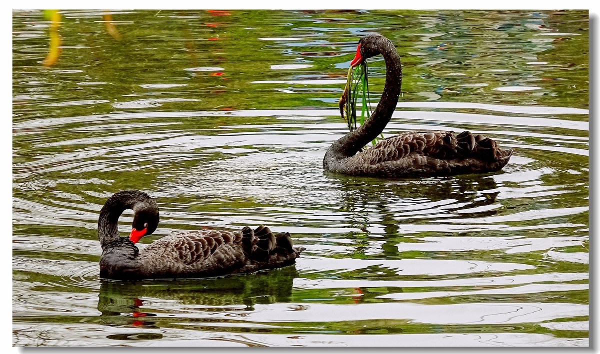 我家小朋友新年习作公园拍鸟
