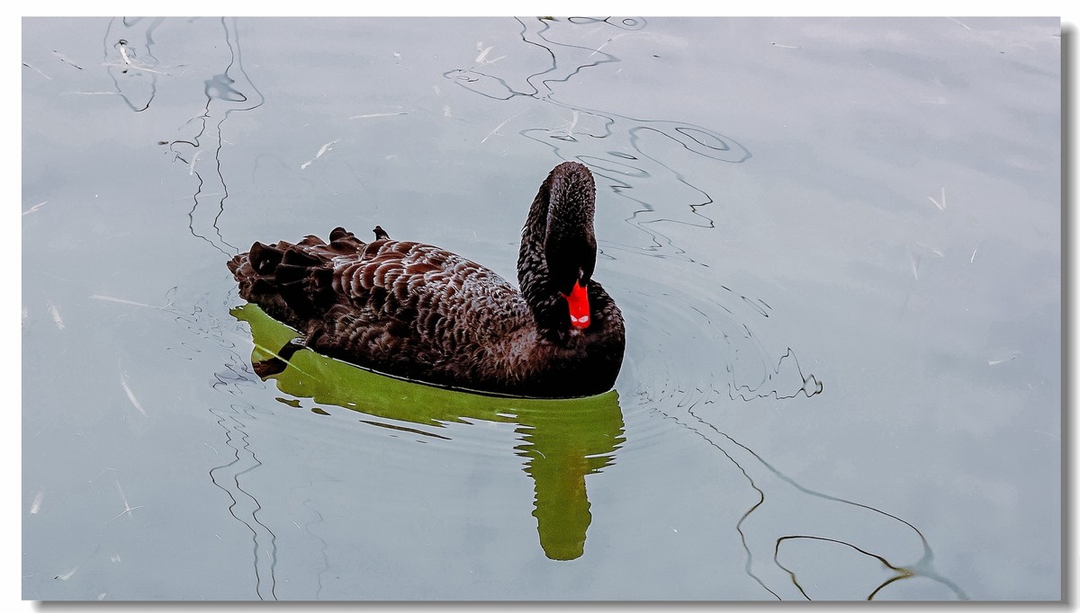 我家小朋友新年习作公园拍鸟