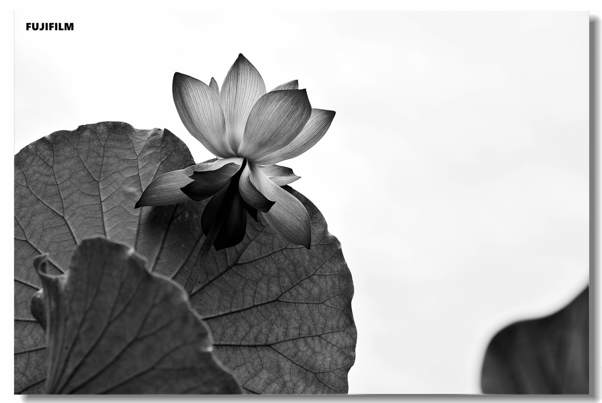 夏日荷花······