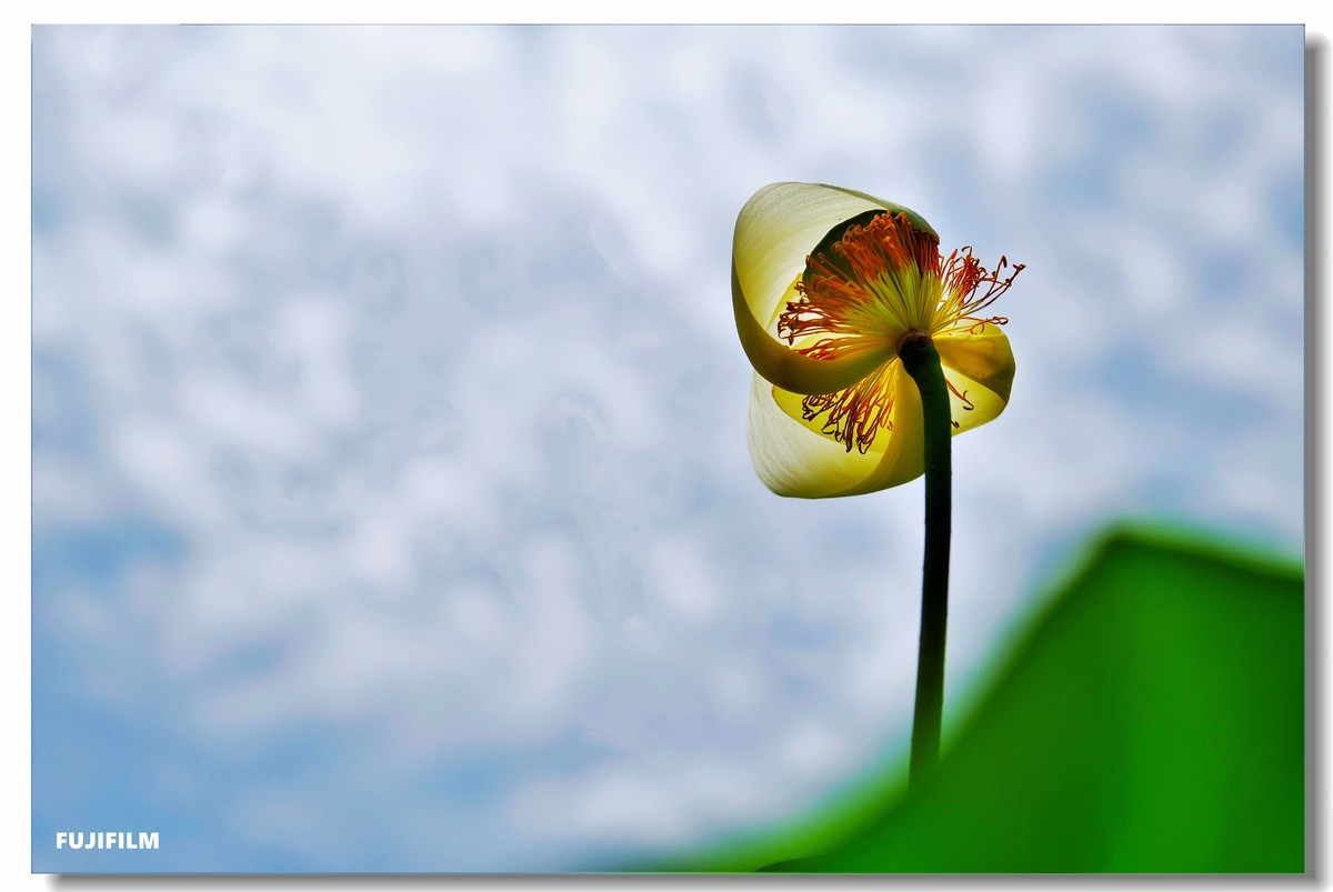 夏日荷花······