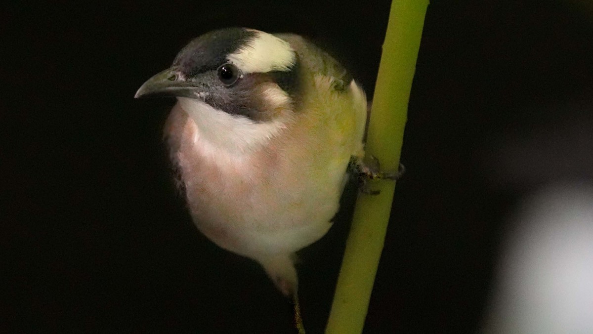 看看索尼ILCE-1 在阴暗的环境里抓拍的影像