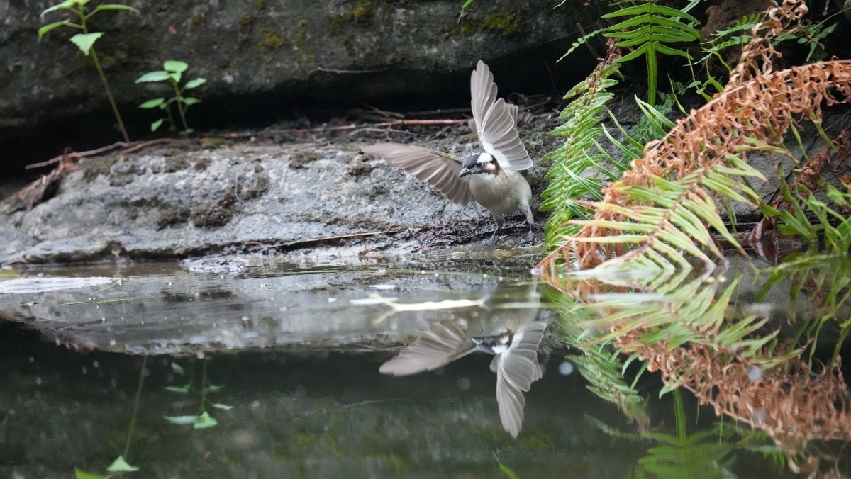 看看索尼ILCE-1 在阴暗的环境里抓拍的影像