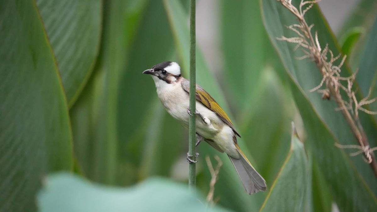 看看索尼ILCE-1 在阴暗的环境里抓拍的影像