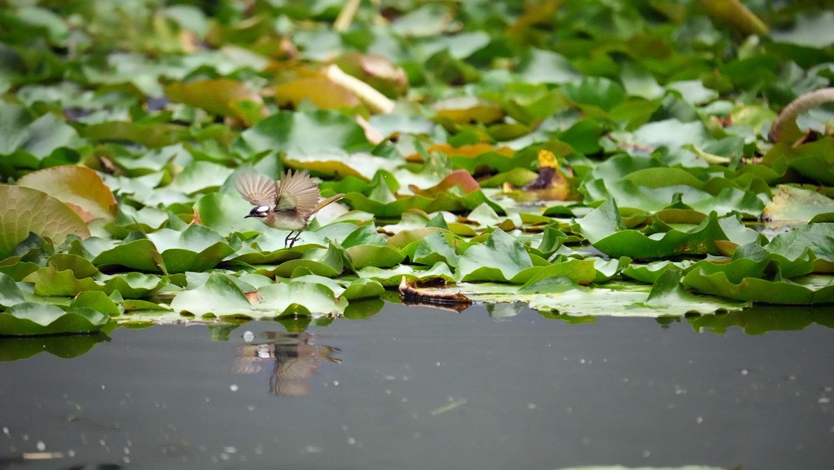 看看索尼ILCE-1 在阴暗的环境里抓拍的影像