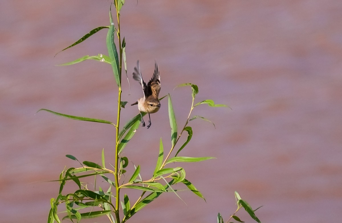 兰州黄河边拍的黑喉石鵖
