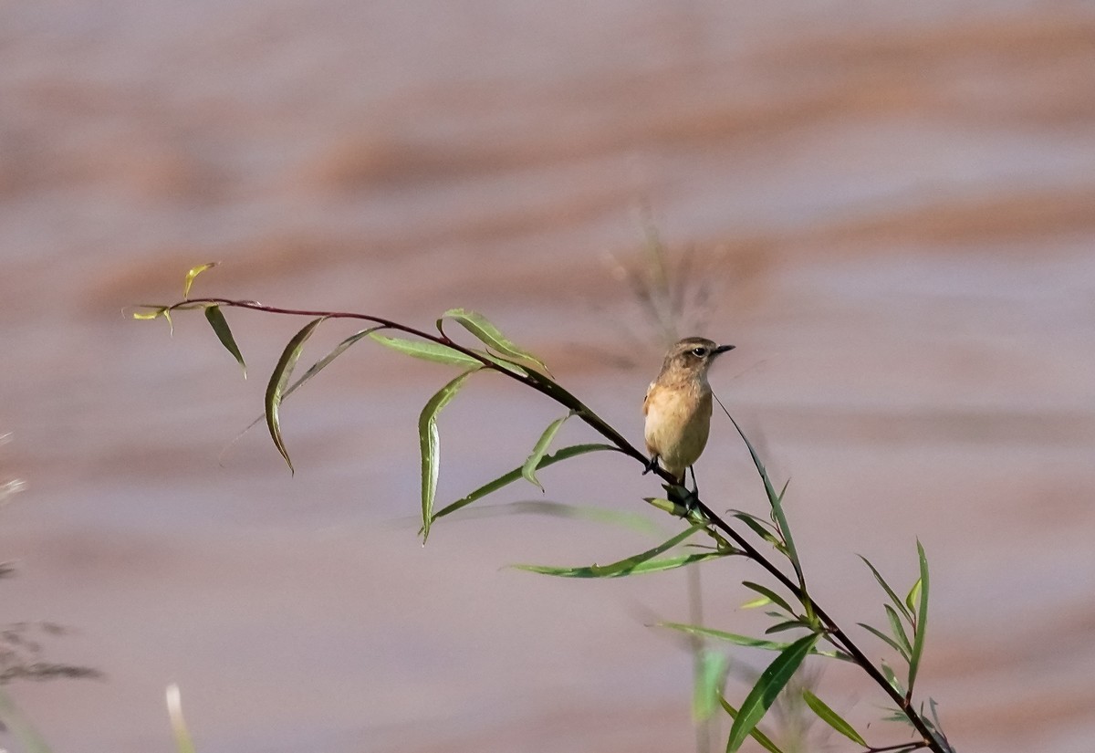 兰州黄河边拍的黑喉石鵖